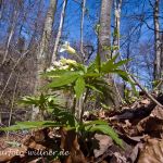 Quirlblättrige Zahnwurz Neunblatt-Zahnwurz, Weiße Zahnwurz (Cardamine enneaphyllos) Foto W. Willner-42