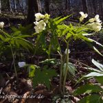 Quirlblättrige Zahnwurz Neunblatt-Zahnwurz, Weiße Zahnwurz (Cardamine enneaphyllos) Foto W. Willner-44