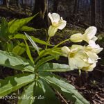 Quirlblättrige Zahnwurz Neunblatt-Zahnwurz, Weiße Zahnwurz (Cardamine enneaphyllos) Foto W. Willner-45