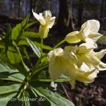 Quirlblättrige Zahnwurz Neunblatt-Zahnwurz, Weiße Zahnwurz (Cardamine enneaphyllos) Foto W. Willner-46