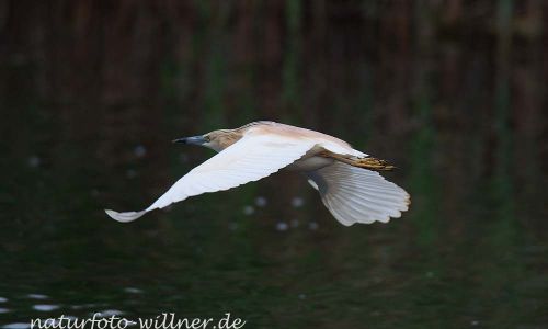 Rallenreiher (Ardeola ralloides) Naturfoto WillnerDSC_2265