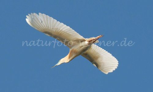 Rallenreiher Naturfoto Willner DSC_1246