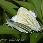 Rapsweißling Paarung 4 Foto W. Willner