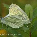 Rapsweißling Paarung 6 Foto W. Willner
