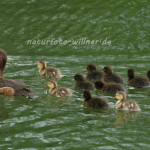 Reiherente mit Jungen 7 Foto W. Willner