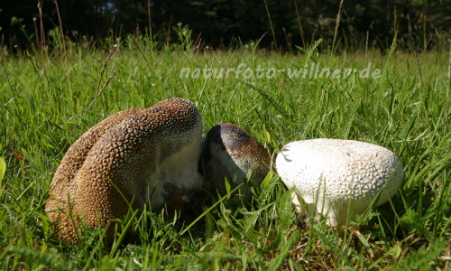 Riesenboviste 1 Foto W. Willner