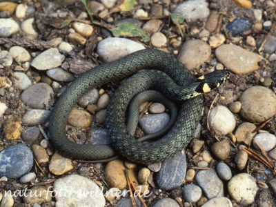 Ringelnatter (Natrix natrix) 40 Foto W. Willner