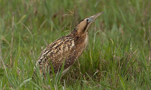 Rohrdommel (Botaurus stellaris) Rumänien Foto W. WillnerIMG_9166