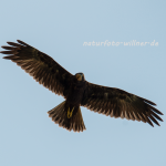 Rohrweihe 17 Foto (Naturfotoarchiv Willner)