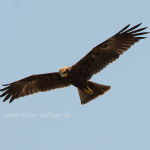 Rohrweihe 37 Foto (Naturfotoarchiv Willner)