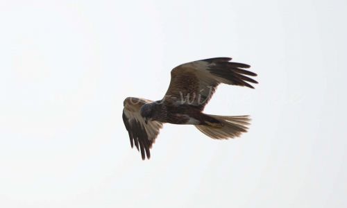 Rohrweihe Foto W. Willner_1953