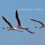 Rosa Flamingo Foto W. Willner29