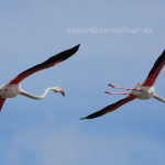 Rosa Flamingo Foto W. Willner30