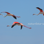 Rosa Flamingo Foto W. Willner34