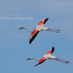 Rosa Flamingo Foto W. Willner37