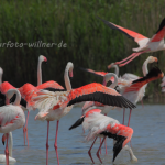 Rosa Flamingo Foto W. Willner42