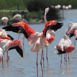 Rosa Flamingo Foto W. Willner51
