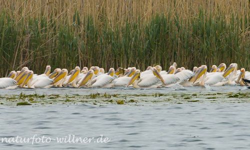 Rosapelikan Pelecanus onocrotalus Naturfoto Willner1_2017-08-22_0422_C0002_000452