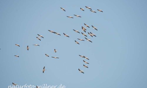 Rosapelikan Pelecanus onocrotalus Rumänien Foto W. WillnerDSC_0245