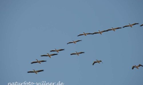 Rosapelikan Pelecanus onocrotalus Rumänien Foto W. WillnerDSC_0266
