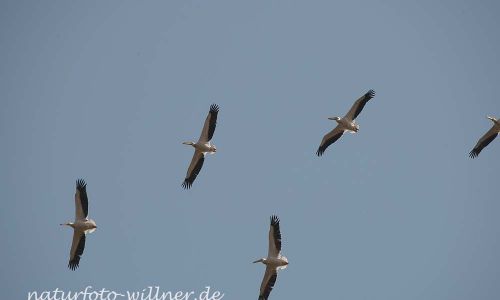 Rosapelikan Pelecanus onocrotalus Rumänien Foto W. WillnerDSC_0292