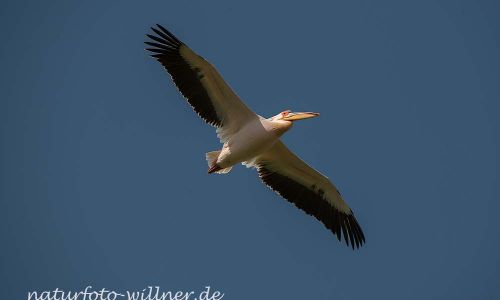 Rosapelikan Pelecanus onocrotalus Rumänien Foto W. WillnerDSC_0342