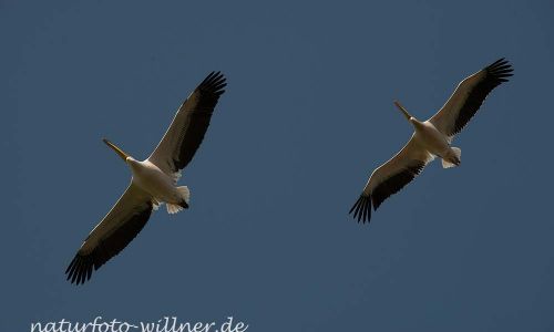Rosapelikan Pelecanus onocrotalus Rumänien Foto W. WillnerDSC_0387