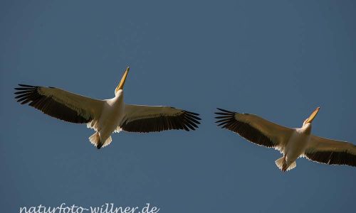 Rosapelikan Pelecanus onocrotalus Rumänien Foto W. WillnerDSC_0407