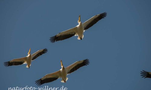 Rosapelikan Pelecanus onocrotalus Rumänien Foto W. WillnerDSC_0415