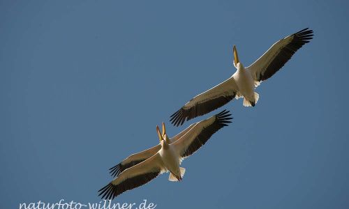 Rosapelikan Pelecanus onocrotalus Rumänien Foto W. WillnerDSC_0417