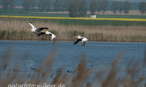 Rosapelikan Pelecanus onocrotalus Rumänien Foto W. WillnerDSC_0460