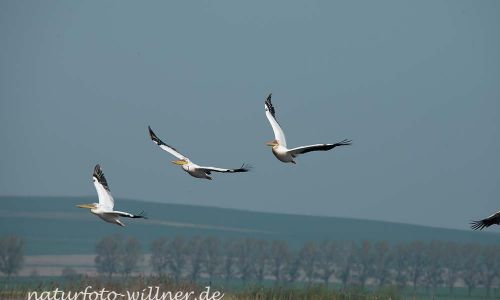 Rosapelikan Pelecanus onocrotalus Rumänien Foto W. WillnerDSC_0464