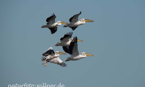 Rosapelikan Pelecanus onocrotalus Rumänien Foto W. WillnerDSC_0473