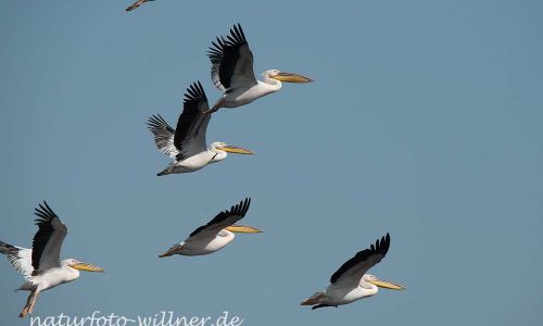 Rosapelikan Pelecanus onocrotalus Rumänien Foto W. WillnerDSC_0474