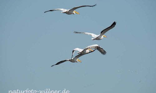 Rosapelikan Pelecanus onocrotalus Rumänien Foto W. WillnerDSC_0476