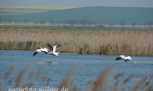 Rosapelikan Pelecanus onocrotalus Rumänien Foto W. WillnerDSC_0478