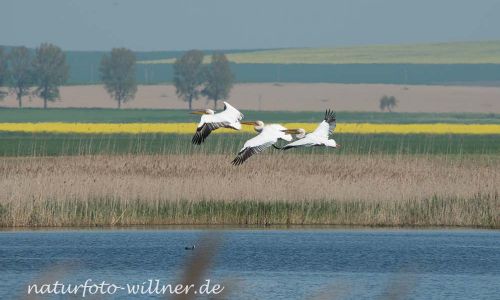 Rosapelikan Pelecanus onocrotalus Rumänien Foto W. WillnerDSC_0481