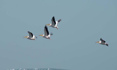 Rosapelikan Pelecanus onocrotalus Rumänien Foto W. WillnerDSC_0484