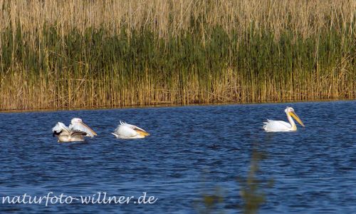 Rosapelikan Pelecanus onocrotalus_2017-08-19_1051_C0004_000724