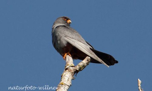 Rotfußfalke (Falco vespertinus) Naturfoto Willner IMG_8401