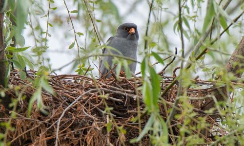 Rotfußfalke (Falco vespertinus)am Nest Naturfoto WillnerDSC_2470