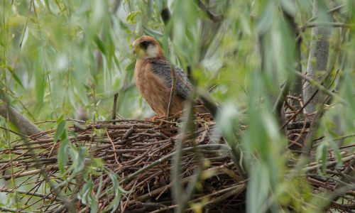 Rotfußfalke (Falco vespertinus)am Nest Naturfoto WillnerDSC_2475