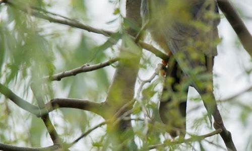 Rotfußfalke (Falco vespertinus)am Nest Naturfoto WillnerDSC_2498