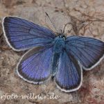 Rotklee-Bläuling 2 (Plebejus semiargus) Foto W. Willner