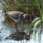 Rotschenkel 6 Foto W. Willner