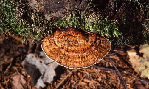 Rötende Tramete Daedallea confragosa Foto W. Willner_7810