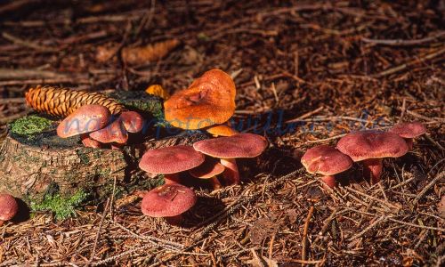 Rötlicher Holzritterling Tricholomopsis rutilans Foto W. Willner_7918
