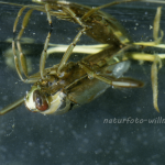 Rückenschwimmer 4 Foto W. Willner