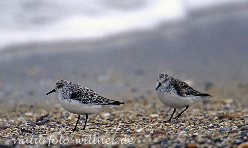 Sanderling (Calidris alba)