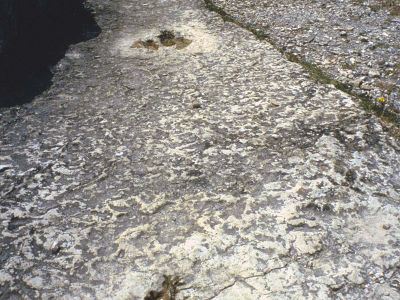 Saurierspuren Nationalpark Cevennen Frankreichg